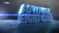 Nat Geo Wild HD - Animal Fight Club - Brutal Brawls / Животински боен клуб: Котешки бой (2016)